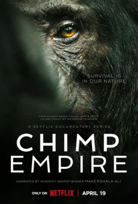 Chimp empire - Chimp Empire’s scientific consultant John Mitani shared with Netflix Tudum an update regarding the Ngogo chimpanzees after Jackson sadly passed away as the alpha to the Central group in episode 4. Mitani explains how Abrams may have been in pole position to claim the top-spot as the alpha of the Central group but since Chimp Empire …